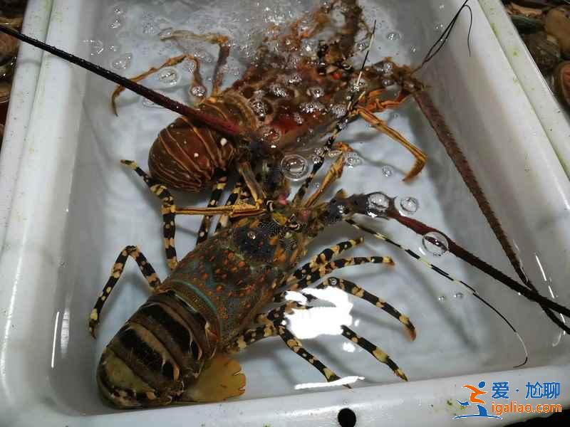 珠海海鲜店有什么推荐，在珠海怎么吃到便宜地道的海鲜？