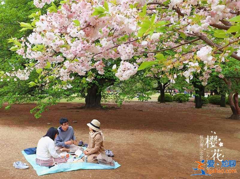 东京的公园有哪些，东京公园盘点，东京公园攻略？