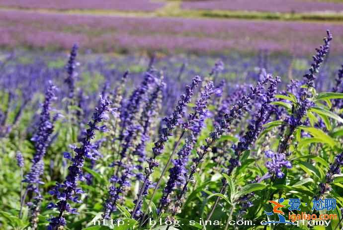 重庆薰衣草花海在哪里，重庆薰衣草庄园？