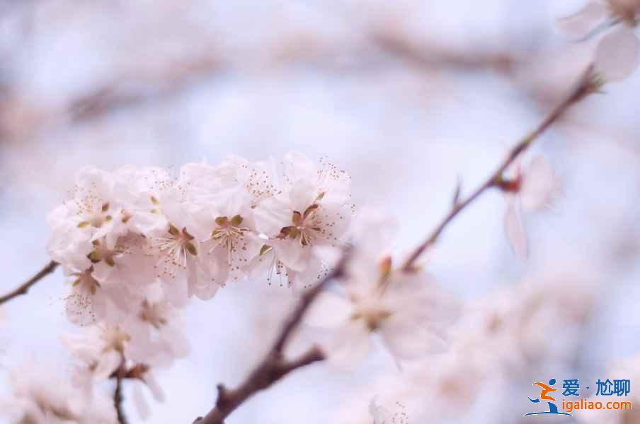 天津赏桃花推荐，天津赏桃花攻略，天津有哪些赏桃花的地方？