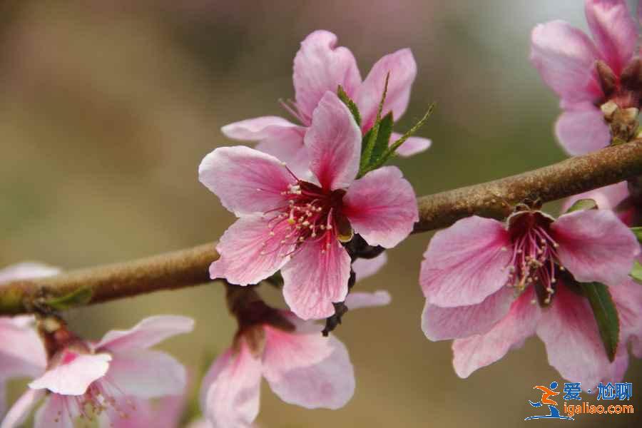 北京看桃花好去处，北京看桃花攻略，北京看桃花推荐？