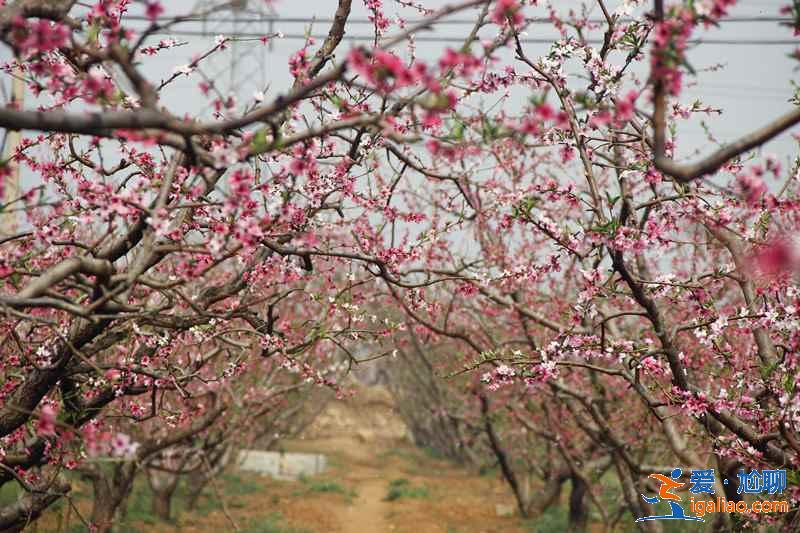 2017北京春季去哪里赏花？北京春季赏花攻略（含：樱花、梨花、桃花、牡丹、丁香、海棠）？