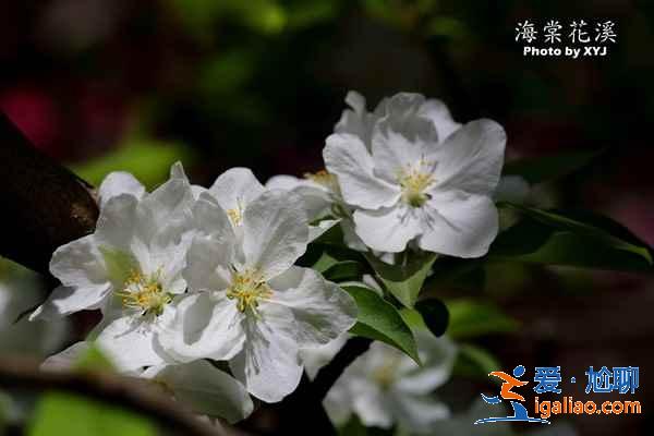 2017北京春季去哪里赏花？北京春季赏花攻略（含：樱花、梨花、桃花、牡丹、丁香、海棠）？