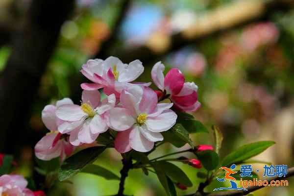 2017北京春季去哪里赏花？北京春季赏花攻略（含：樱花、梨花、桃花、牡丹、丁香、海棠）？