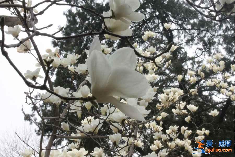 2017北京春季去哪里赏花？北京春季赏花攻略（含：樱花、梨花、桃花、牡丹、丁香、海棠）？