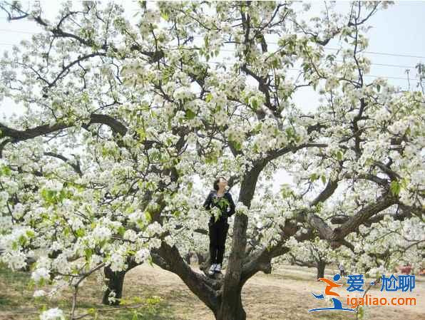 2017北京春季去哪里赏花？北京春季赏花攻略（含：樱花、梨花、桃花、牡丹、丁香、海棠）？