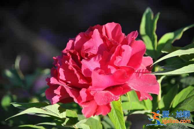 2017北京春季去哪里赏花？北京春季赏花攻略（含：樱花、梨花、桃花、牡丹、丁香、海棠）？