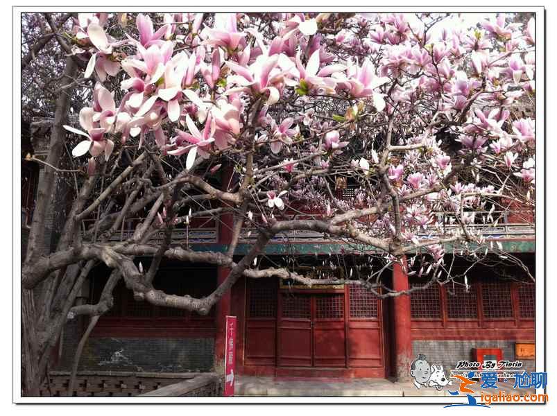2017北京春季去哪里赏花？北京春季赏花攻略（含：樱花、梨花、桃花、牡丹、丁香、海棠）？