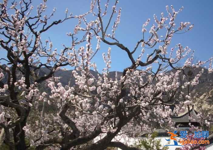 2017北京春季去哪里赏花？北京春季赏花攻略（含：樱花、梨花、桃花、牡丹、丁香、海棠）？