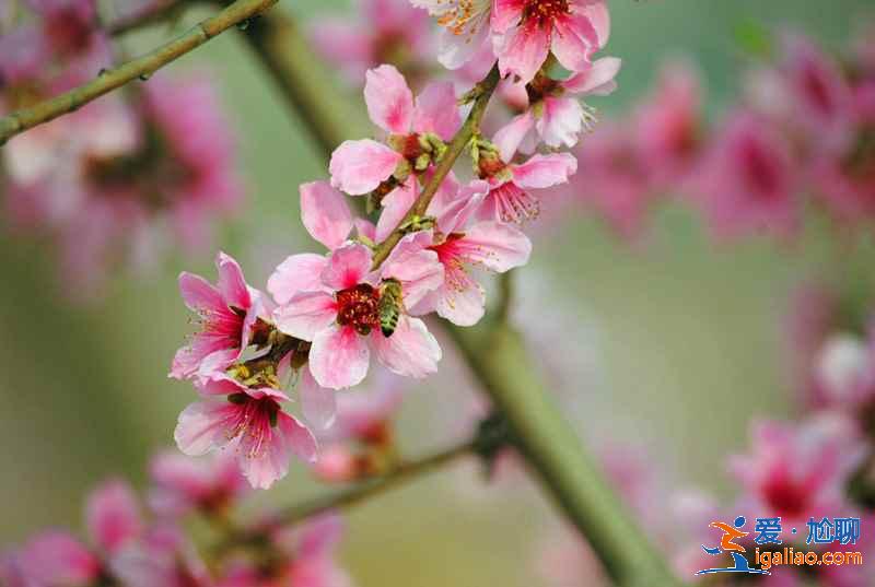 今年春天珠海赏花去哪里，珠海赏花这8个品种最美，珠海最美赏花地推荐？