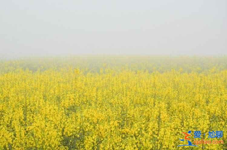 成都油菜花哪里好看，成都看油菜花推荐，成都看油菜花攻略？