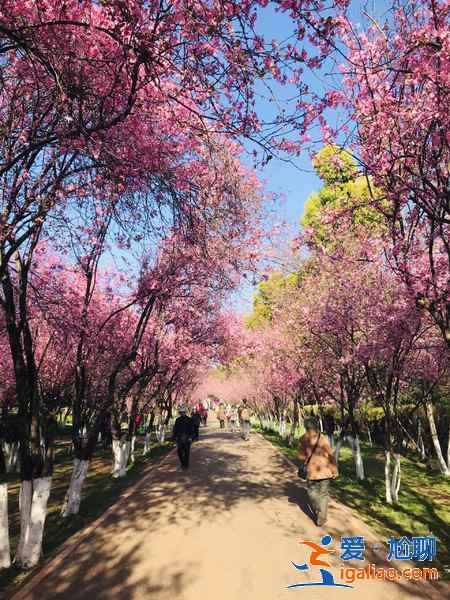 昆明有哪些小众景点,昆明不可错过的小众景点盘点? 昆明有哪些小众景点,昆明不可错过的小众景点盘点?