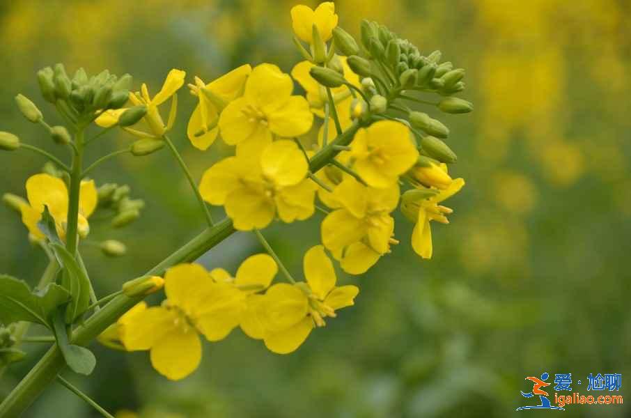 成都油菜花哪里好看，成都看油菜花推荐，成都看油菜花攻略？