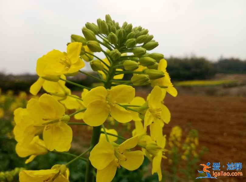 成都油菜花哪里好看，成都看油菜花推荐，成都看油菜花攻略？