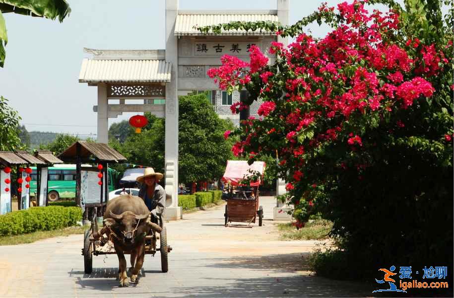 去“中国绿城”南宁，来一趟“净肺”之旅？