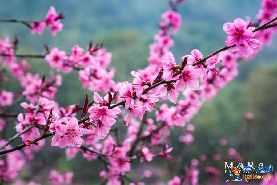 重庆去哪里赏桃花，重庆赏桃花推荐，重庆赏桃花攻略？