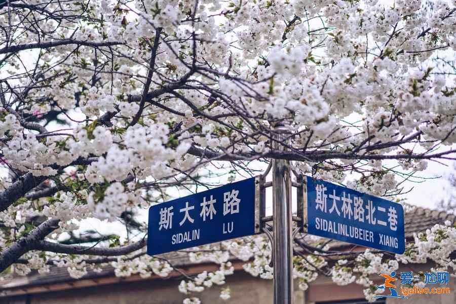 国内哪里的樱花最美，国内赏樱花的地方推荐？