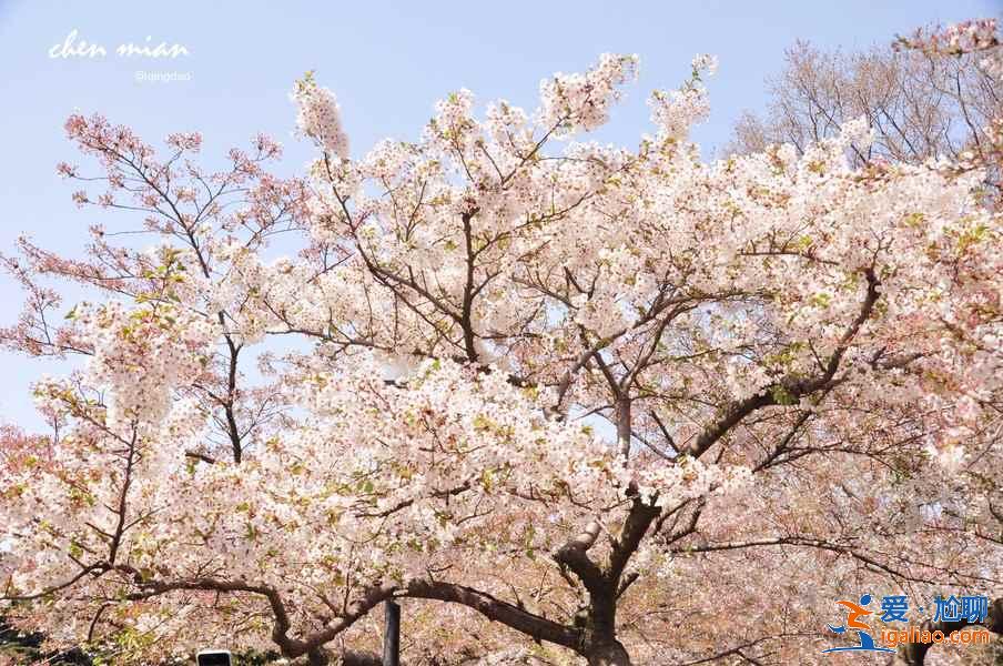 国内哪里的樱花最美，国内赏樱花的地方推荐？