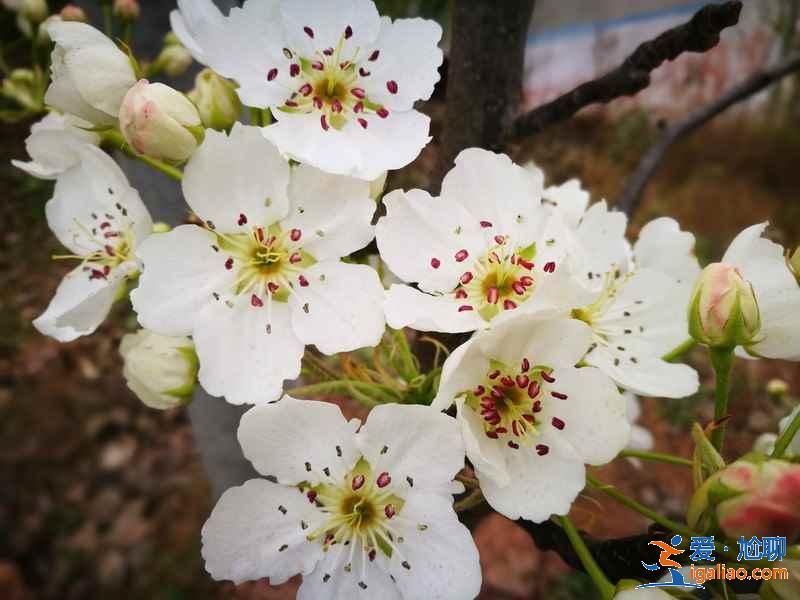 成都看梨花推荐，成都看梨花攻略，成都哪里的梨花好看？