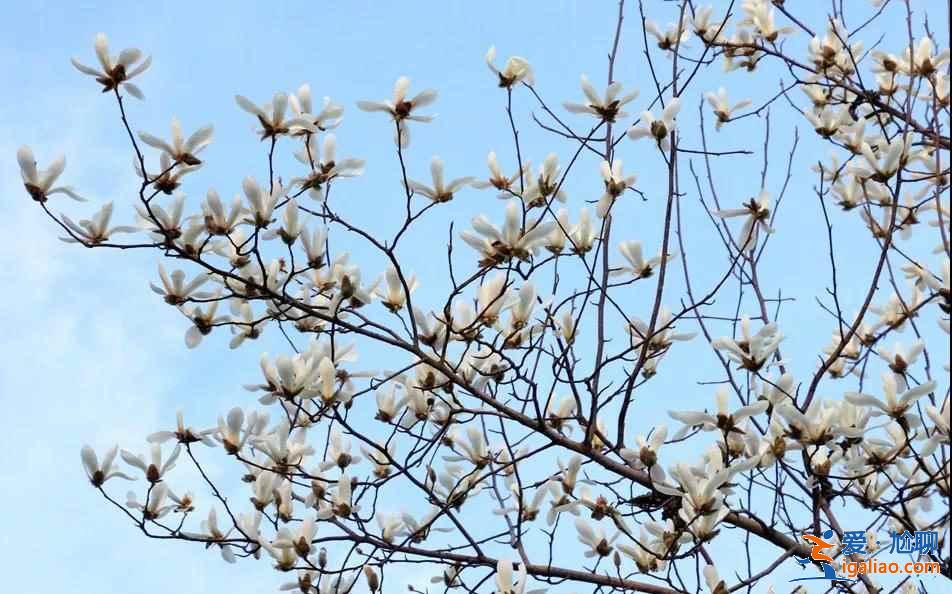 大连春季哪里可以赏花，大连春季赏花有什么推荐，大连最佳赏花地推荐？