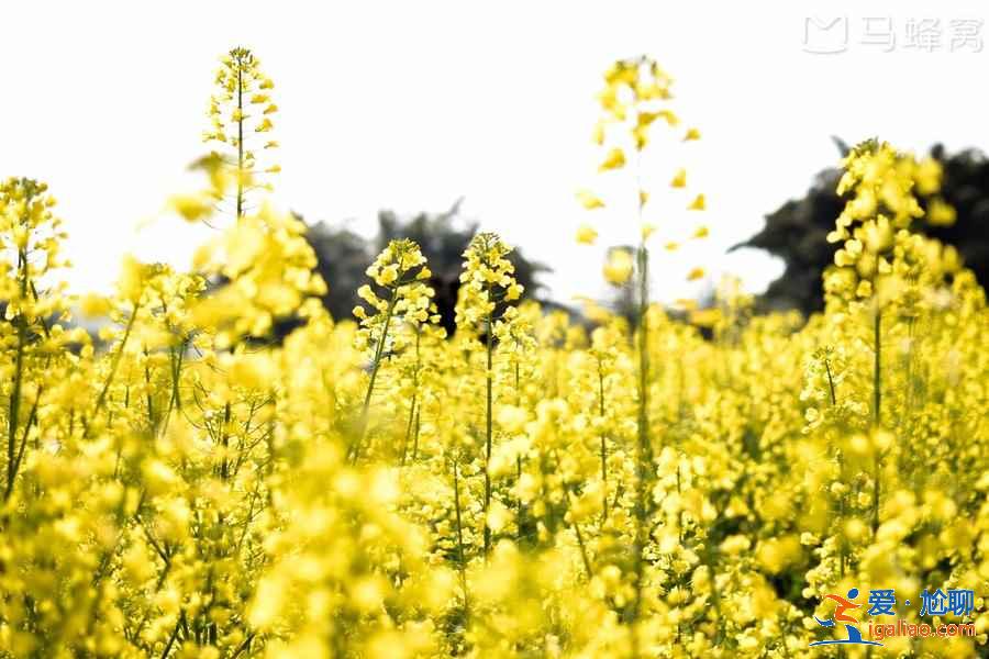 国内哪里的油菜花最美，2019去哪看油菜花，国内必去油菜花田？
