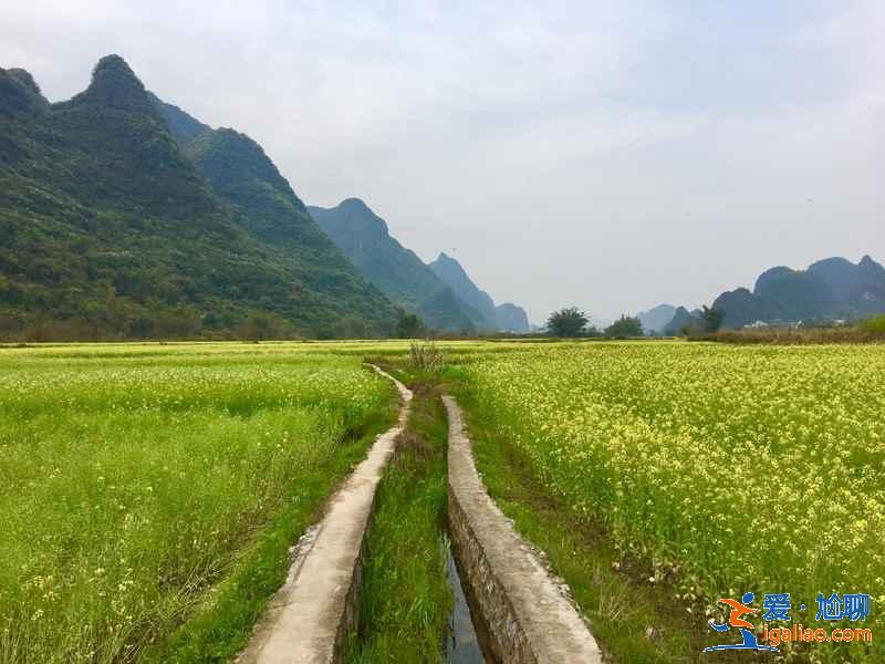 国内哪里的油菜花最美，2019去哪看油菜花，国内必去油菜花田？