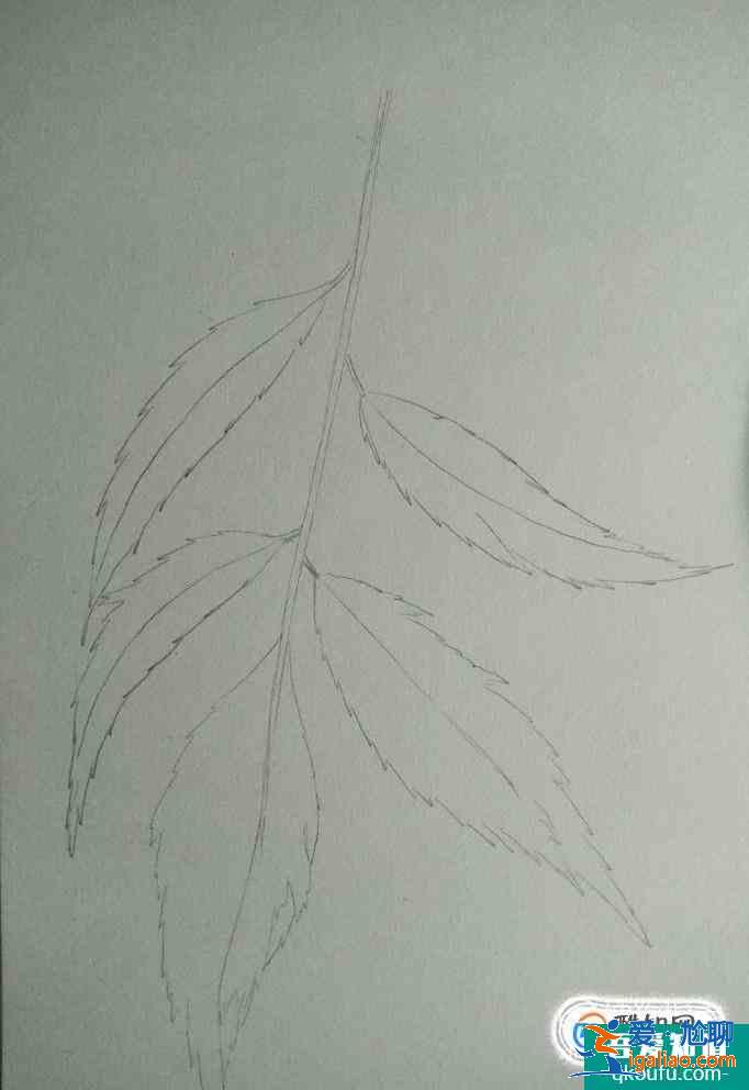 彩铅画叶子画法？