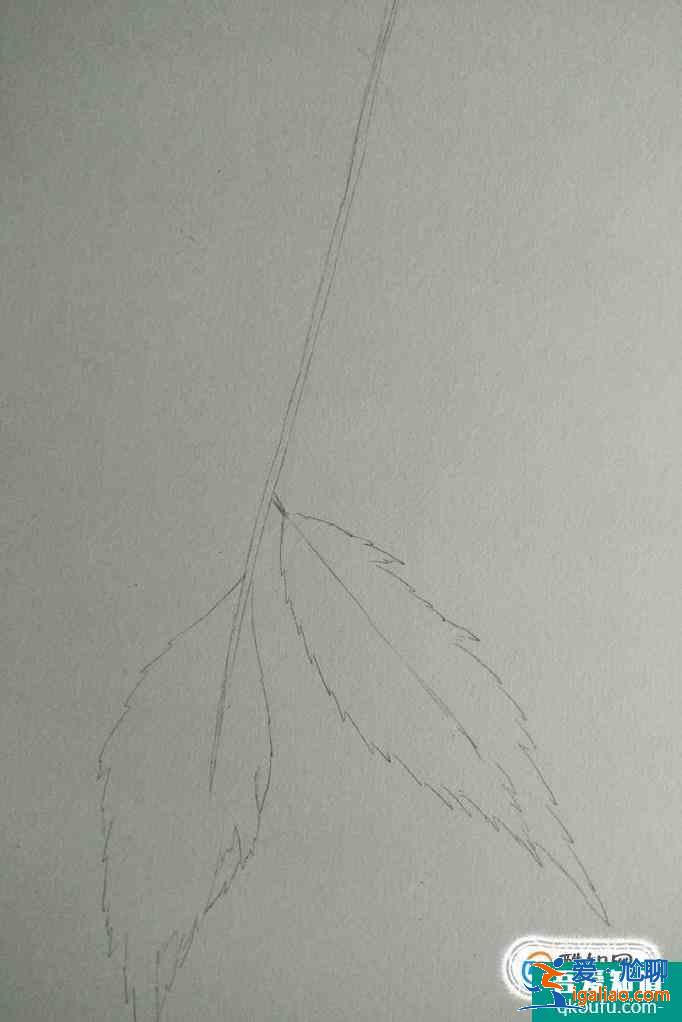彩铅画叶子画法？
