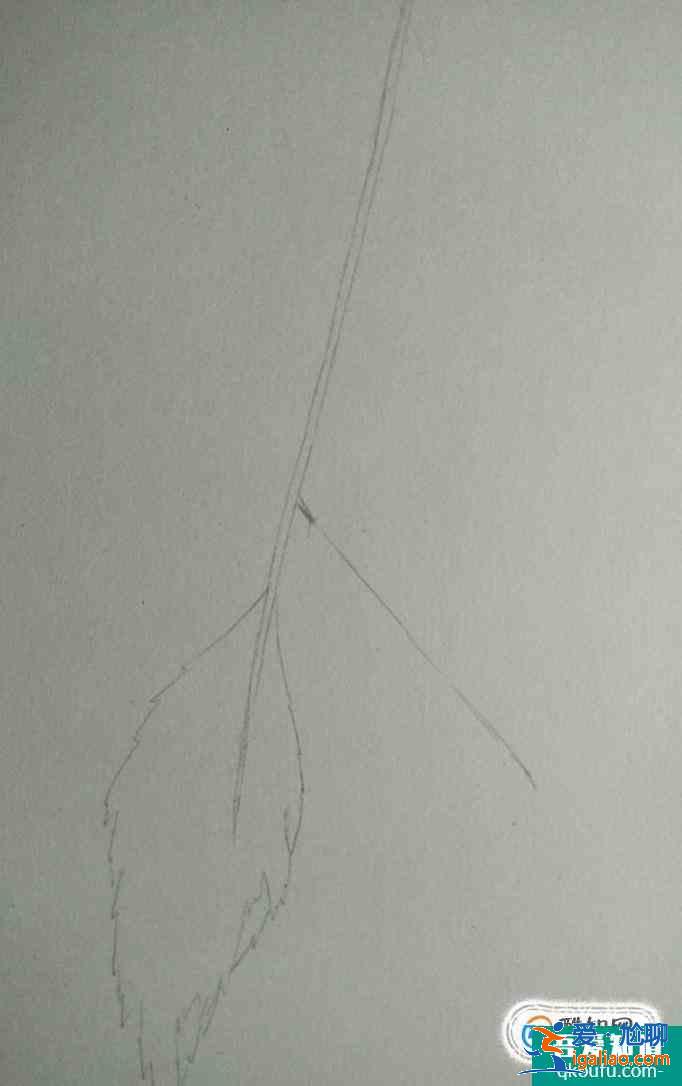 彩铅画叶子画法？