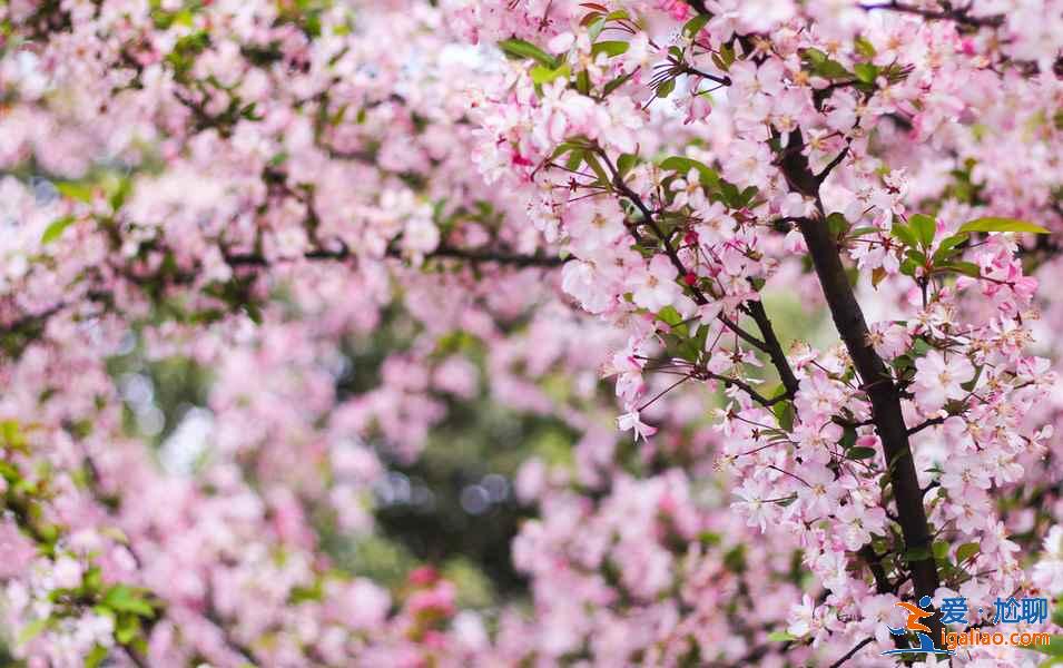 贵州三月哪里可以赏花，贵州三月赏花好去处，贵州三月赏花胜地推荐？