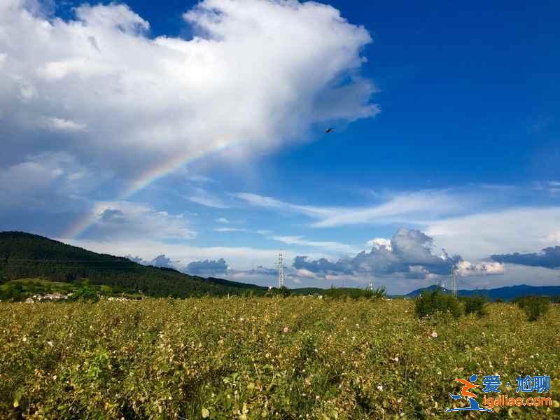 盘点全球最美赏花圣地，全世界最美赏花地推荐？