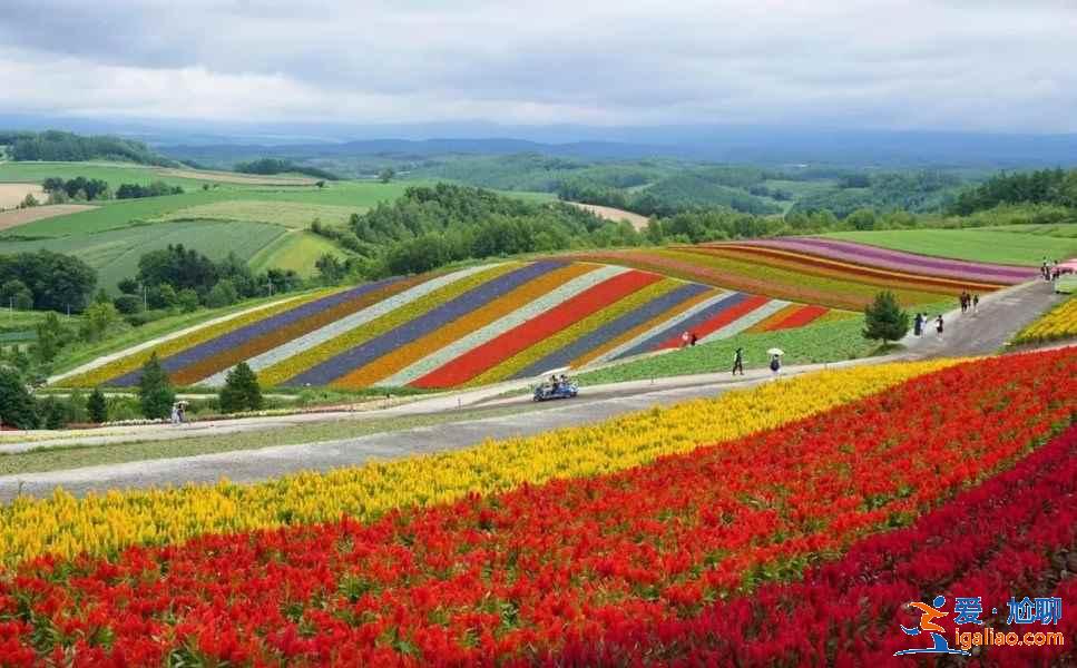 北海道星野度假村春夏值得去吗？北海道星野度假村春夏活动推荐？