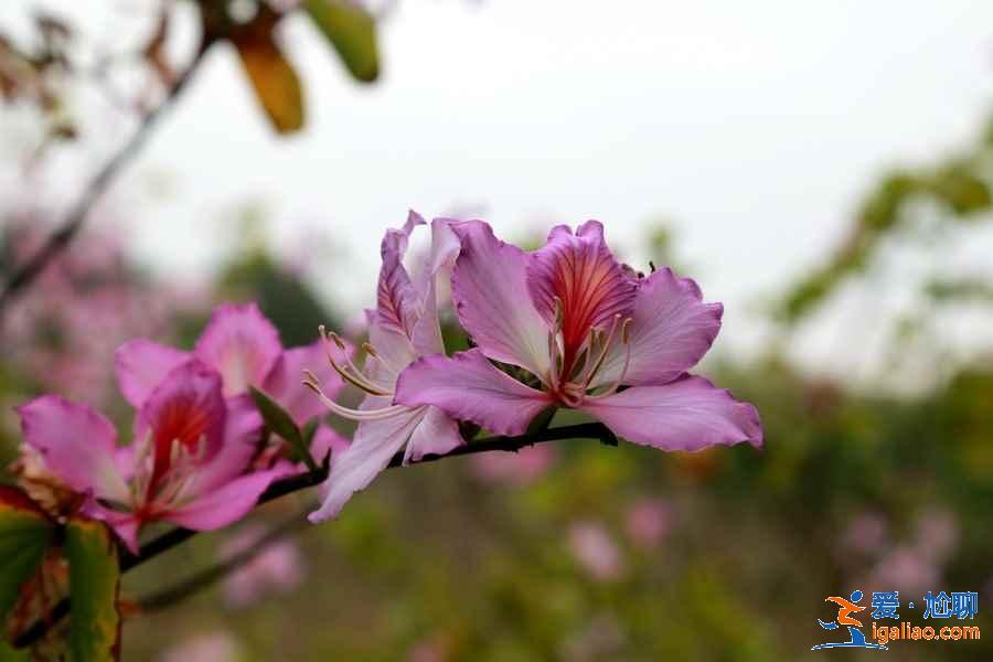 深圳三月去哪赏花，深圳三月赏花好去处，深圳三月赏花攻略？