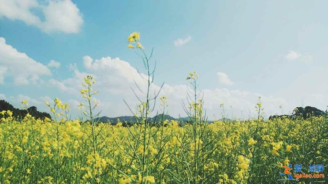 深圳三月去哪赏花，深圳三月赏花好去处，深圳三月赏花攻略？