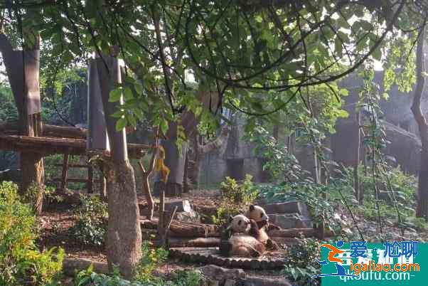 2022成都熊猫基地扩建区开放时间 游玩攻略? 2022成都熊猫基地扩建区开放时间 游玩攻略?