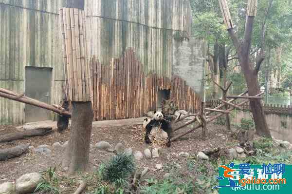 2022成都熊猫基地扩建区开放时间 游玩攻略? 2022成都熊猫基地扩建区开放时间 游玩攻略?