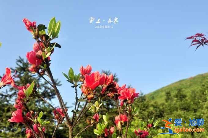 贵州周末哪里可以赏花，贵州周末赏花好去处，贵州周末赏花游玩攻略？