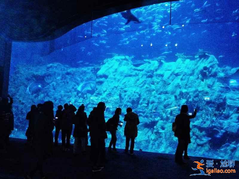 香港海洋公园怎么玩？香港海洋公园游玩攻略，香港海洋公园游玩指南？？