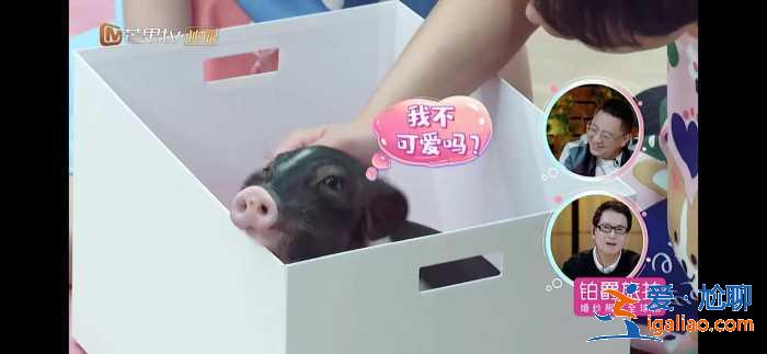 张铭恩徐璐过七夕节狂撒糖，张恒却送猪，郑爽爸爸让他长点心