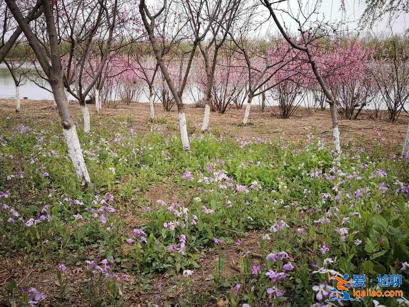 天津踏青好去处，天津踏青游玩推荐，天津踏青攻略？