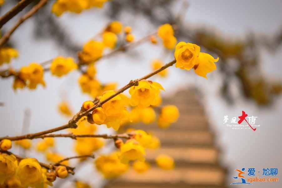 周末西安哪里可以赏花，周末西安赏花好去处，周末西安赏花攻略？