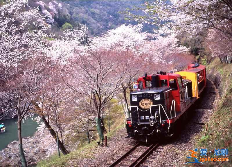 京都可以看樱花吗？京都赏樱去哪里？京都北区赏樱路线推荐？