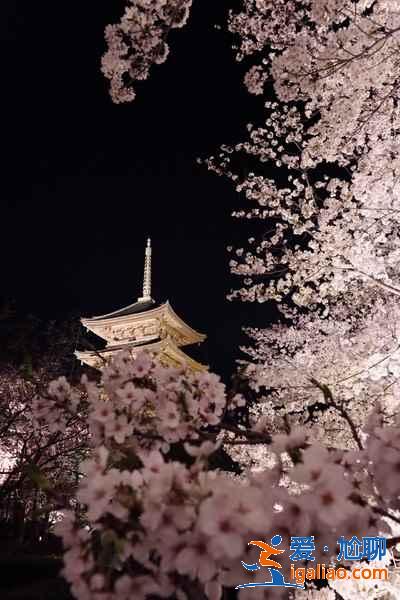 京都可以看樱花吗？京都赏樱去哪里？京都北区赏樱路线推荐？