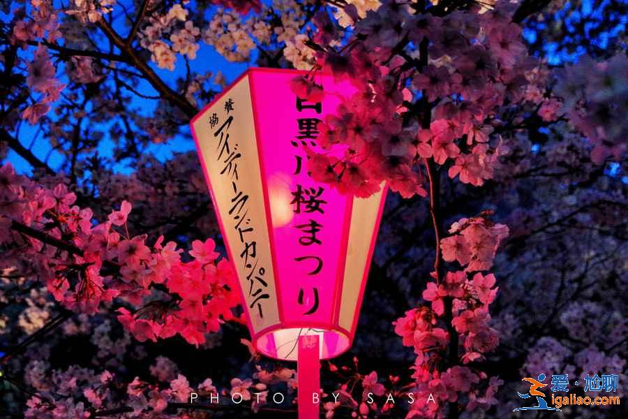 2019年东京赏樱去哪好，2019年东京赏樱地点推荐，2019年东京赏樱攻略？