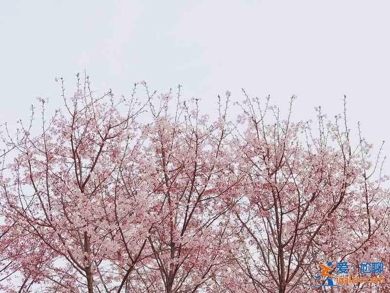 北京周末赏花好去处，北京周末赏花攻略，北京去哪儿赏花？