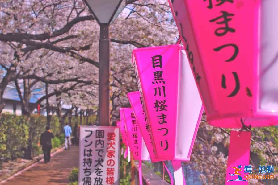 2019年东京赏樱小贴士，2019年东京赏樱指南？