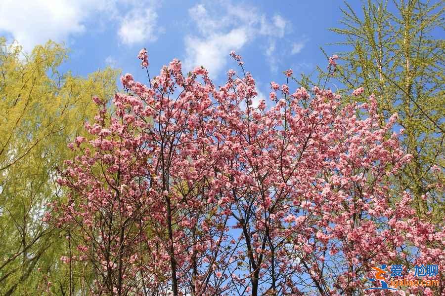 北京特色公园推荐，北京有哪些特色公园，北京特色公园游玩攻略？