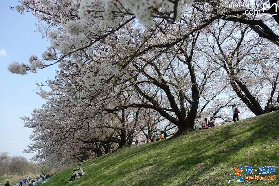 京都赏樱人少的地方有哪些？京都赏樱小众景点推荐？