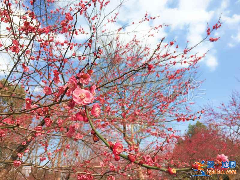 杭州哪里适合和闺蜜赏花，和闺蜜去杭州哪里赏花，杭州赏花好去处？