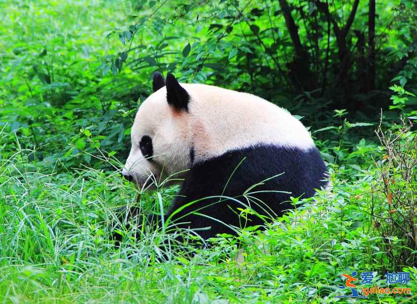 成都六日游景点推荐，成都六日游游玩攻略，成都六日游游玩路线？